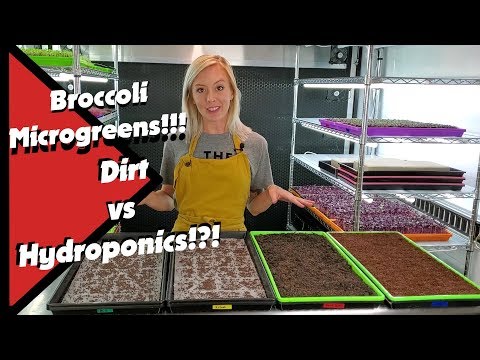 Broccoli Microgreens: Soil vs Hydroponics — Which Method Wins?