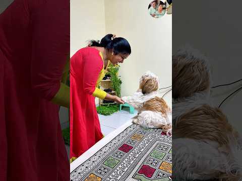 Leo new learning #shorts #pets