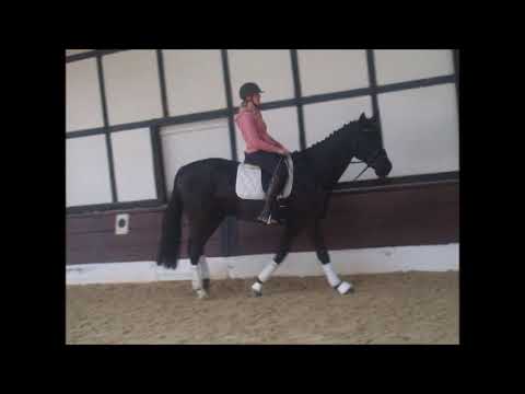 DEL DUERO 4j. v. Don Index - Dressage Royal VB 15.000,- Euro