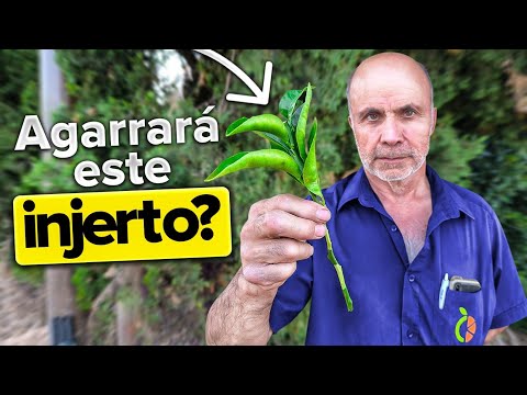 How to GRAFT an ORANGE TREE step by step 🍊