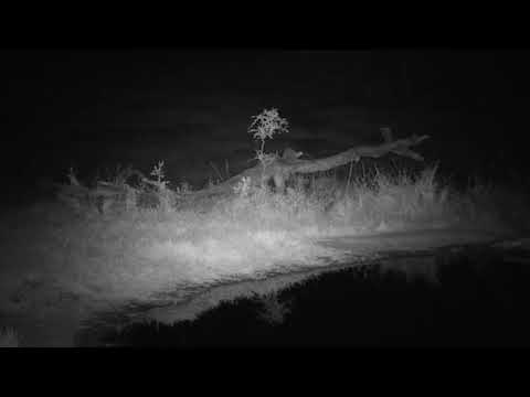 Djuma: Two Hyenas appear after Tingana male leopard leaves pan area - 22:58 - 07/19/19