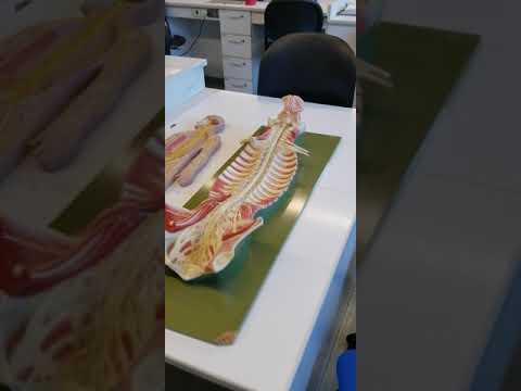 Sympathetic chain ganglia