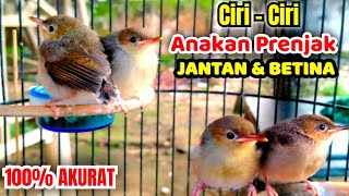 Download lagu How to Differentiate Male and Female Prenjak Bird Chicks mp3