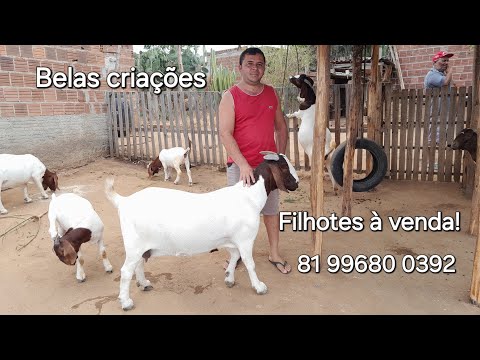 Fui visitar o Capril Diamante do amigo Deval em Vertentes PE,Cabritos Booer à venda.81 99680 0392.