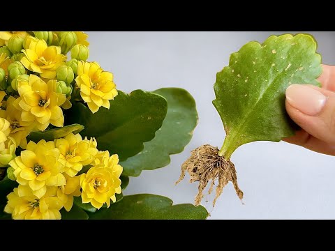 That's easy! How to grow KALANCHOE BLOSSFELD from just one small leaf 🌿