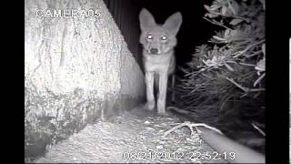 Camera shy Coyote conquers fear