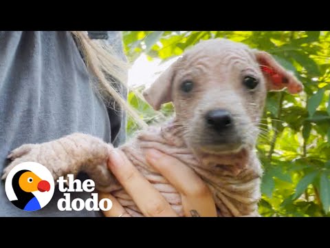 Hairless Puppy Has The Most Beautiful Coat Now | The Dodo