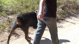 preview picture of video 'Rottweiler Kahns Rescue- Uitsig ARC Changing lives one by one'