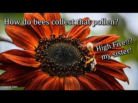 How do honey bees collect pollen and Sunflower Pollen Medicinal Effects Nosema ceranae