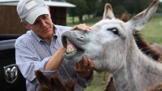 Roger Williams for Congress - The Donkey Whisperer