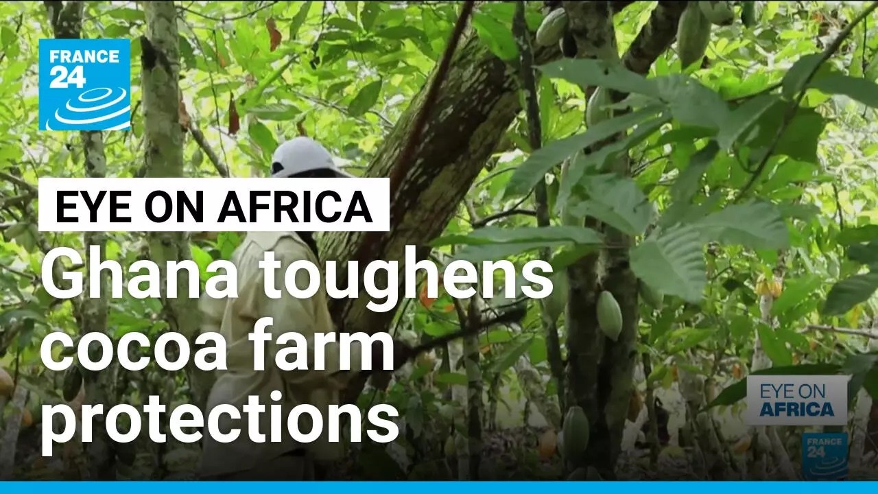 Up to 20 years in jail for cocoa land repurpose in Ghana • FRANCE 24 English