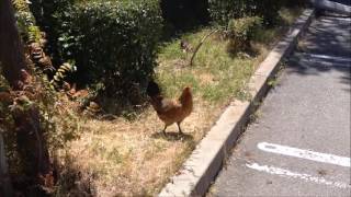 Rooster On The Road(2016)