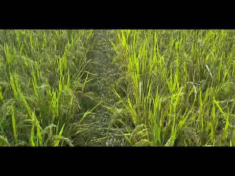 Rural environment 🍎Mr Rasel Media 