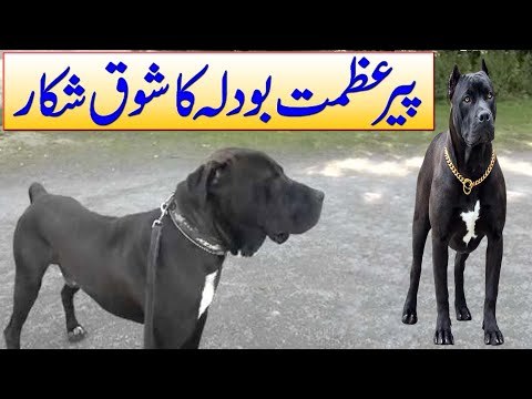 Breed of  Yuri King Bully Kutta | mastiff type bully kutta By Nafa TV HD