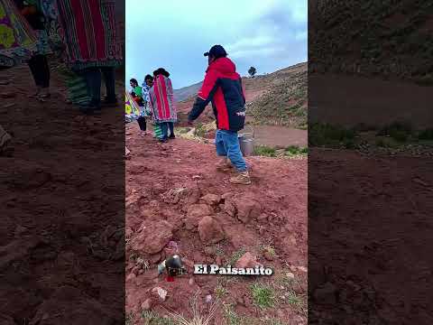 Las costumbres de la comunidad Collpa Norte, Potosí, Municipio Colquechaca, "Toro Chico". #cultura