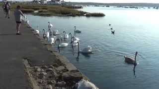 preview picture of video 'SWANS AT CHRISTCHURCH HARBOUR DORSET ENGLAND'