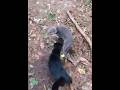 ️Black Cat Shows His Sweet Side To Gray Tabby ️ Shorts