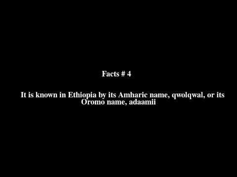 Euphorbia candelabrum Top # 6 Facts