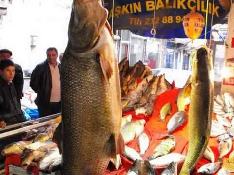 Parma štikovitá (Luciobarbus esocinus)