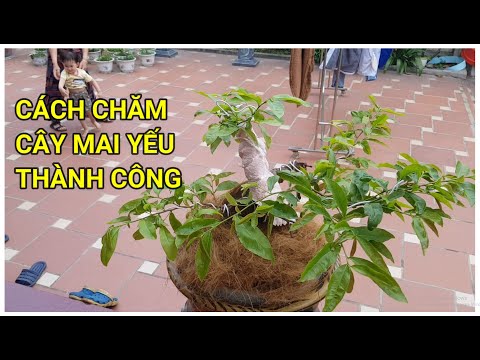 🔴 QBS22190 - HOW TO EFFECTIVELY CARE FOR AND RESTORE WEAK APRICOT TREES || HOW TO CARE FOR NORTHE...