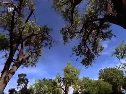 Tiere der steppe und wald doku deutsch