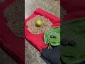 Rahu Kethu Pooja At Srikalahasti Shortvideo Telugu Andhratemples Viral Trend Trendingshorts