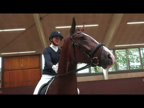 Blue Hors Autumn Auction 2022 - 04 Bryan by Callaho's Benicio