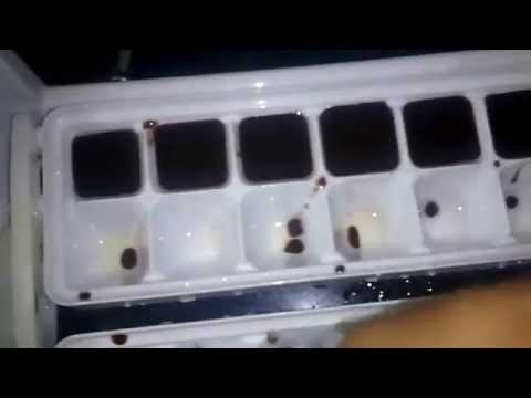 chocolate (home made)