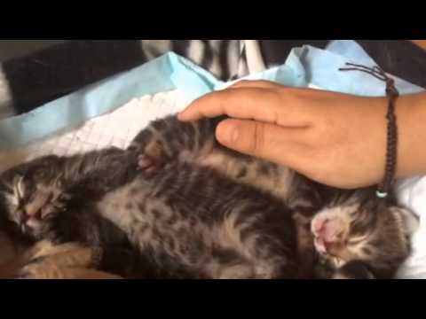 Bebés Icabot y Rajhan