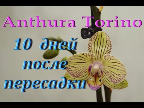 ФАЛЕНОПСИС Anthura Torino:10 дней ПОСЛЕ ПЕРЕСАДКИ