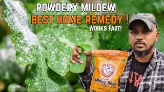 Best way to get rid of Powdery Mildew !  Works FAST!!! #gardeningtips #gardening