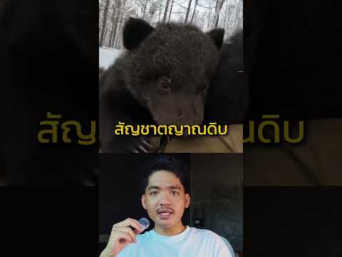หมีรัสเซีย