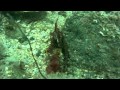 Picture taken during the dive