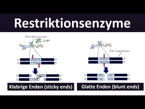 Restriction enzymes [sticky ends; blunt ends] - Fundamentals of genetic engineering [Biology, upp...