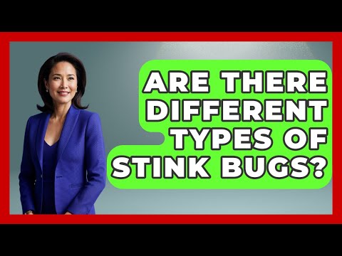 Are There Different Types Of Stink Bugs? - Insects and Invaders