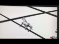 Opening To Spirit Stallion Of The Cimmorron 2002 DVD