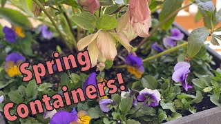 Spring Containers | Pansies and Hellabors | EverCrest