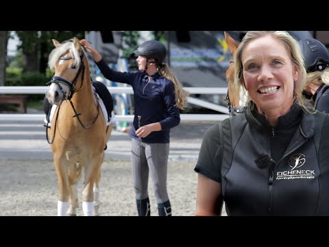 Untersuchung bringt neue Erkenntnisse - Haflinger wird zum Verlasspferd