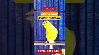Download lagu KENARI GACOR DURASI PANJANG IRAMA LAGU ISTIMEWA #gacor #masteranmurai #muraibatugacor mp3