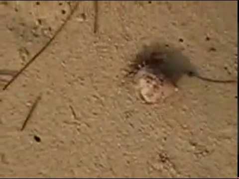 ヤドカリ迷走中 straying hermit crab