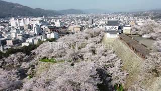 鶴山公園 桜 #04
