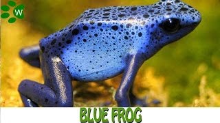 The Poisonous Dart Frog - Blue Frog
