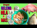 TUTORIAL LENGKAP Cara Membuat Umpan Geleng Untuk Nila Dan Ikan Mas