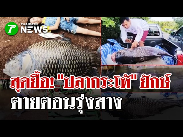 ยายเศร้า"ปลากะโห้" ตายตอนรุ่งสาง หลังพยายามยื้อชีวิตเต็มที่ | 12 ต.ค. 69 | ไทยรัฐนิวส์โชว์