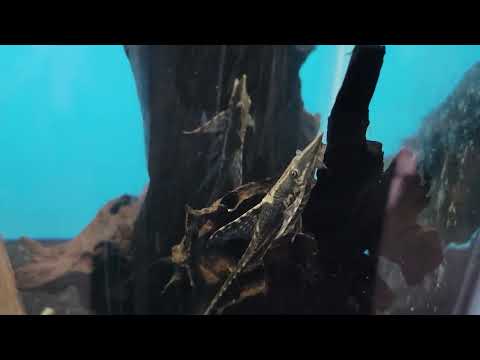 sturisoma aureum (marble sturisoma) spawn