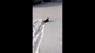 preview picture of video 'Puggle Puk im Schnee auf Suche nach Futterbeutel'