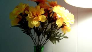 BEYOND THE CURTAIN OF TIME----Pat Carter