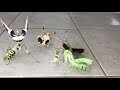 Aggressive Mantis Squad