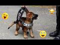 Try Not To Laugh Best Funny Dog Videos Compilation 2026 16