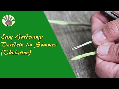 Obstbaum (Apfel, Birne, Pflaume) veredeln im Sommer